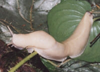 Mollusks