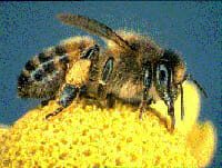 Insects
