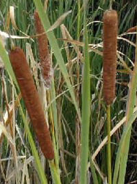 Wetland plants