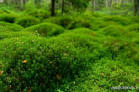 Mosses