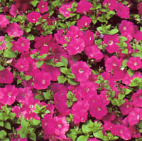 Shrubs