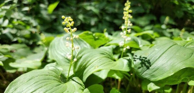 lush green cover plant
