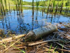 beaver-chewed log