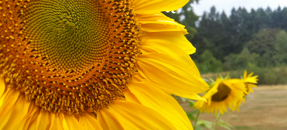 sunflower