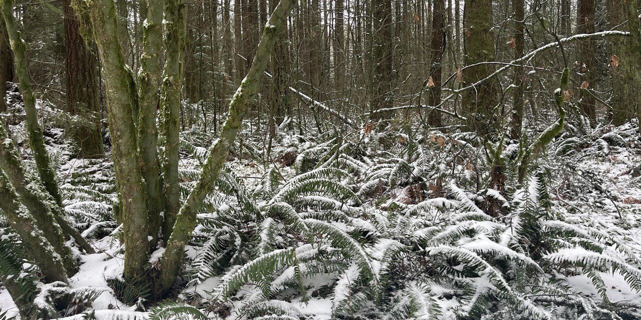 Snow falls over the ferns
